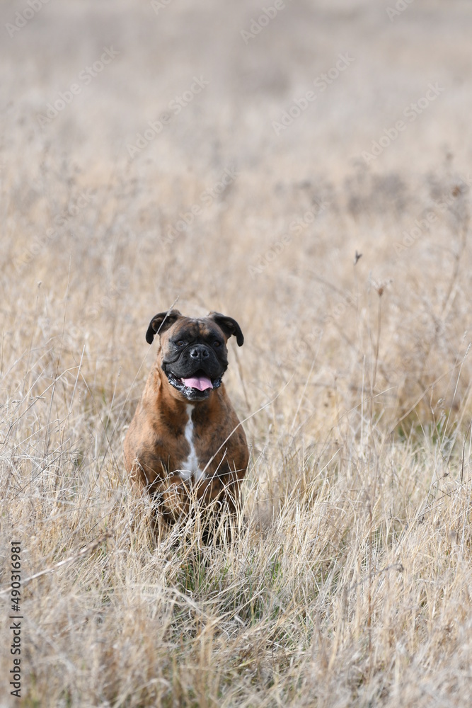 Portrait d'un chien de race boxer dans un champ Portrait d'un chien de race boxer dans un champ