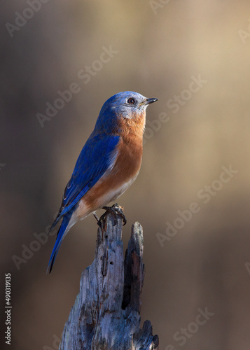 bluebird  © Hal Moran