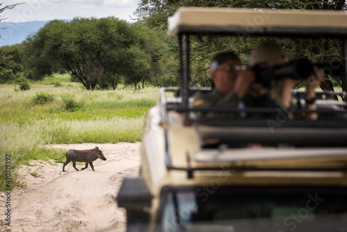 Warthog during safari in Tarangire National Park, Tanzania photo