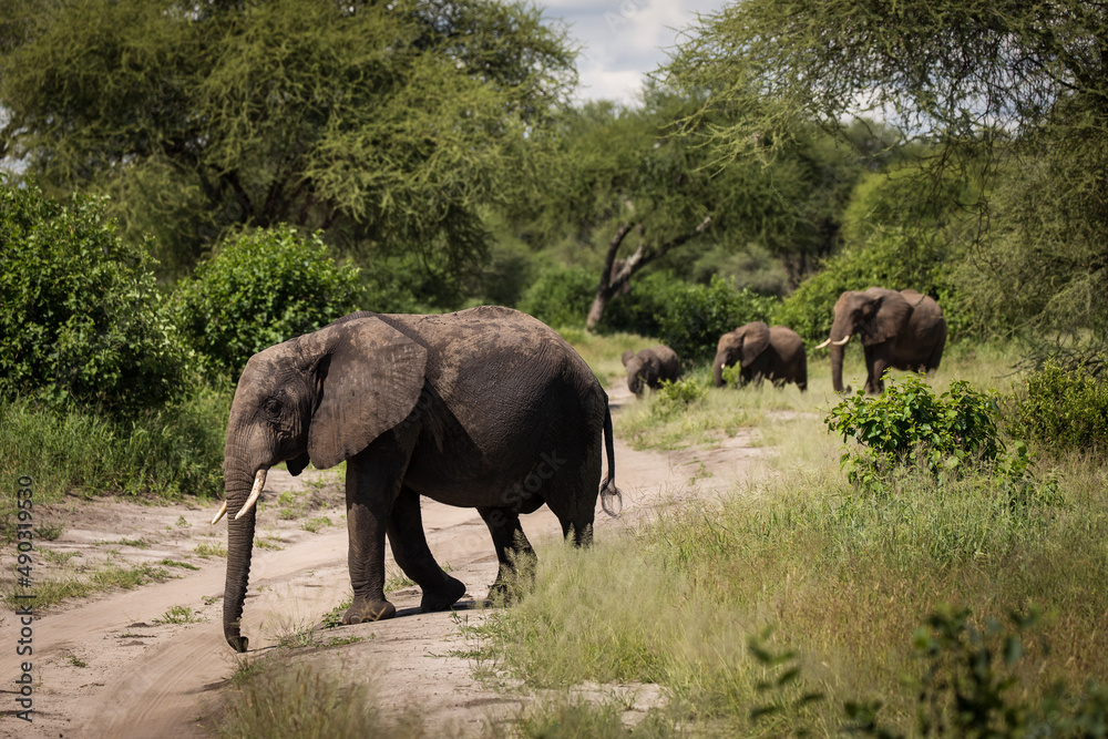 Fototapeta premium Beautiful elephants during safari in Tarangire National Park, Tanzania.