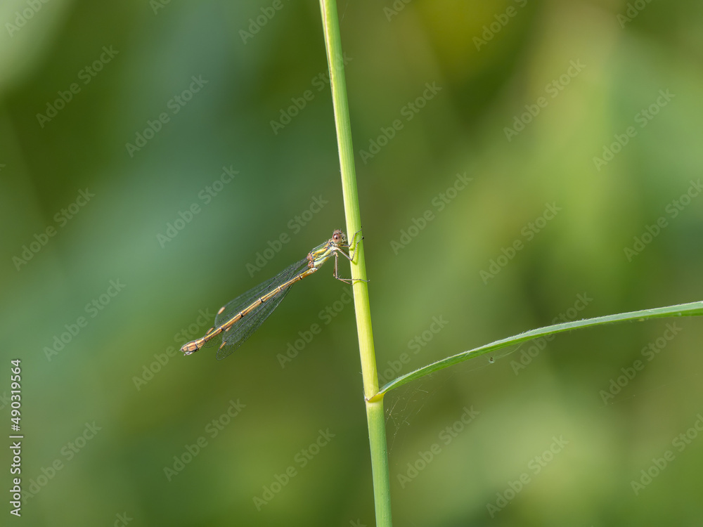 Willow Emerald Damselfly Resting on a Reed Willow Emerald Damselfly Resting on a Reed
