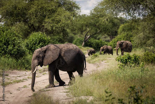 Photography Beautiful elephants during safari in Tarangire National Park, Tanzania