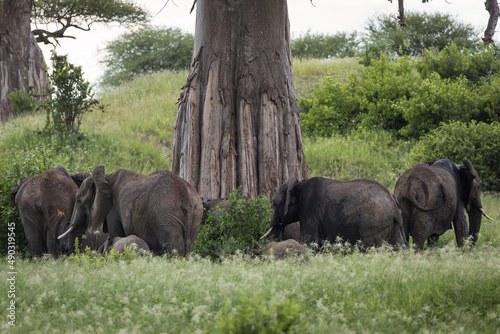Photography Beautiful elephants during safari in Tarangire National Park, Tanzania