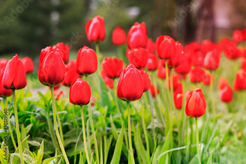 Deep Red Tulips Growing in the Garden in the Spring.