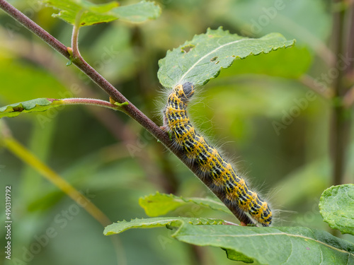 Buff-tip Moth Caterpillar Eating a leaf © Stephan Morris 