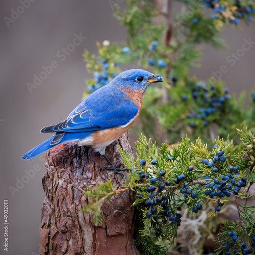 bluebird eating berries