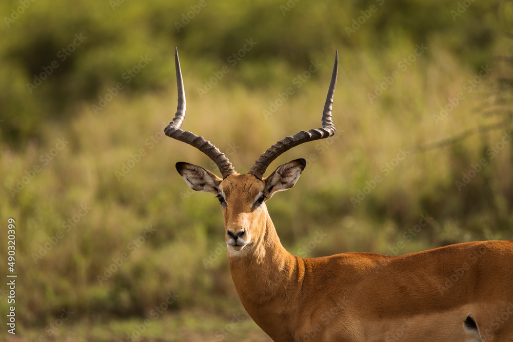 Naklejka premium Closeup of Impala image taken on Safari located in the Serengeti, National park, Tanzania. Wild nature of Africa.