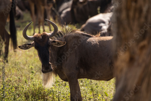 Photography Group of wildebeasts during safari in National Park of Serengeti, Tanzania