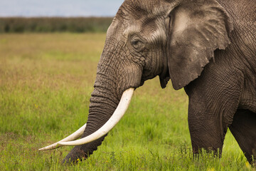 Papier peint photo Éléphant Éléphant broutant dans le Ngorongoro  © danmir12