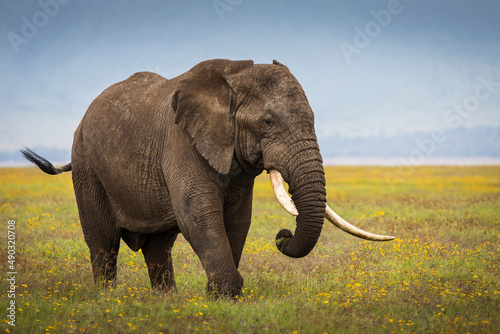 Elephant eating grass during safari in National Park of Ngorongoro  Tanzania. Beautiful yellow flowers around him. Wild nature of Africa.