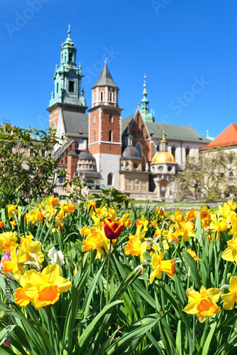Wawel castle and daffodil flowers in Krakow, Poland during spring.