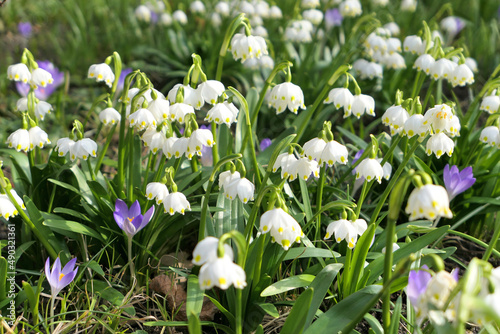 Leucojum vernum white spring snowflake flowers in the sunny gardenr © Studio Barcelona