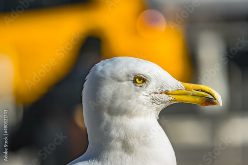 Seagull in NYC Manhattan environment, big bird in bib city urban metropolis. photo