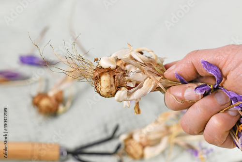Replanting withered crocus spring flower plant bulbs photo