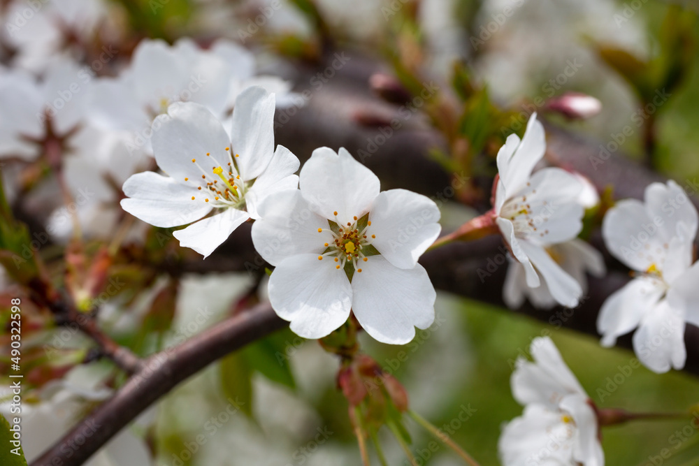 close-up Cerasus subhirtella, also called Jugatsu-zakura belongs to the family Rosaceae White cherry blossoms