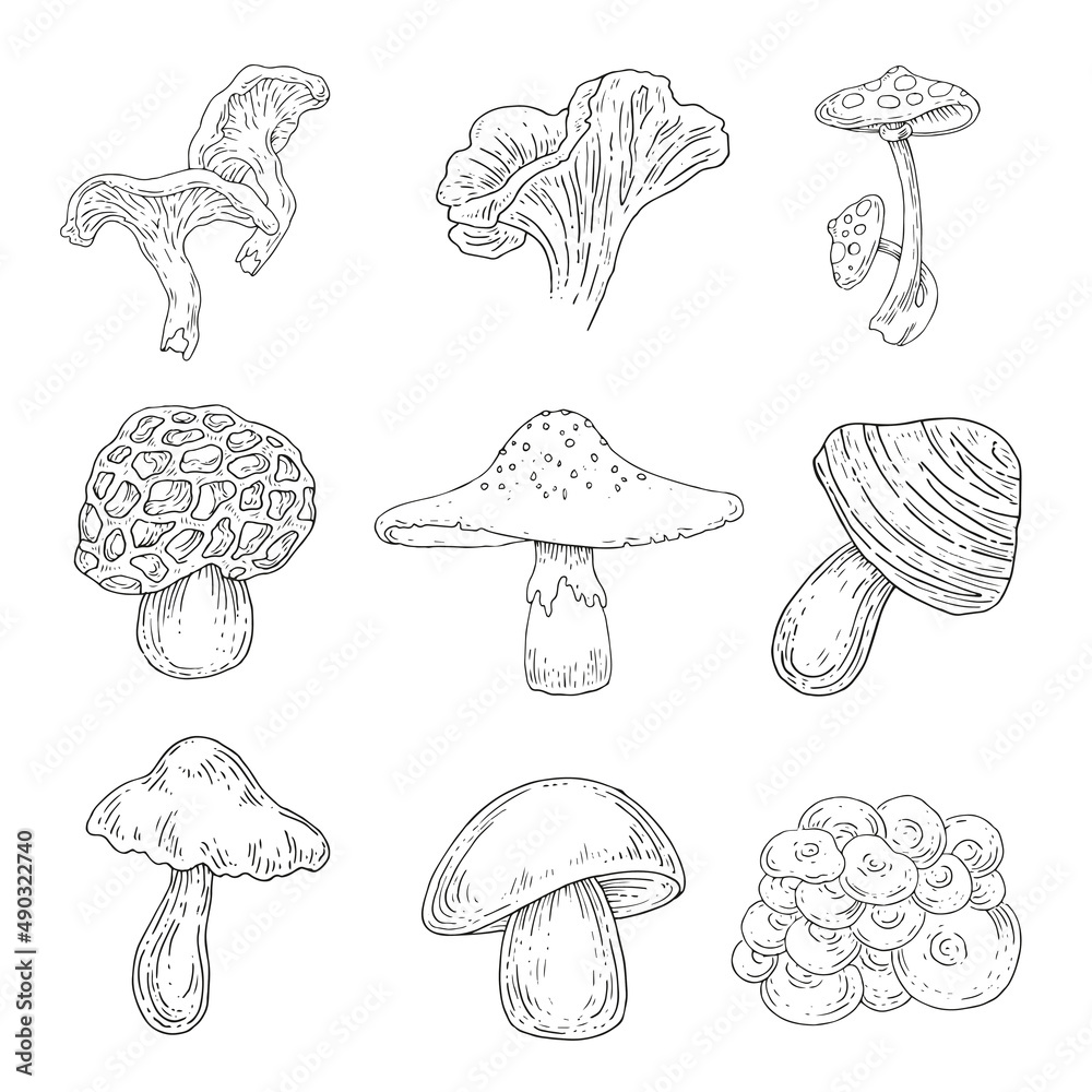mushrooms ink line art collection Stock Vector | Adobe Stock