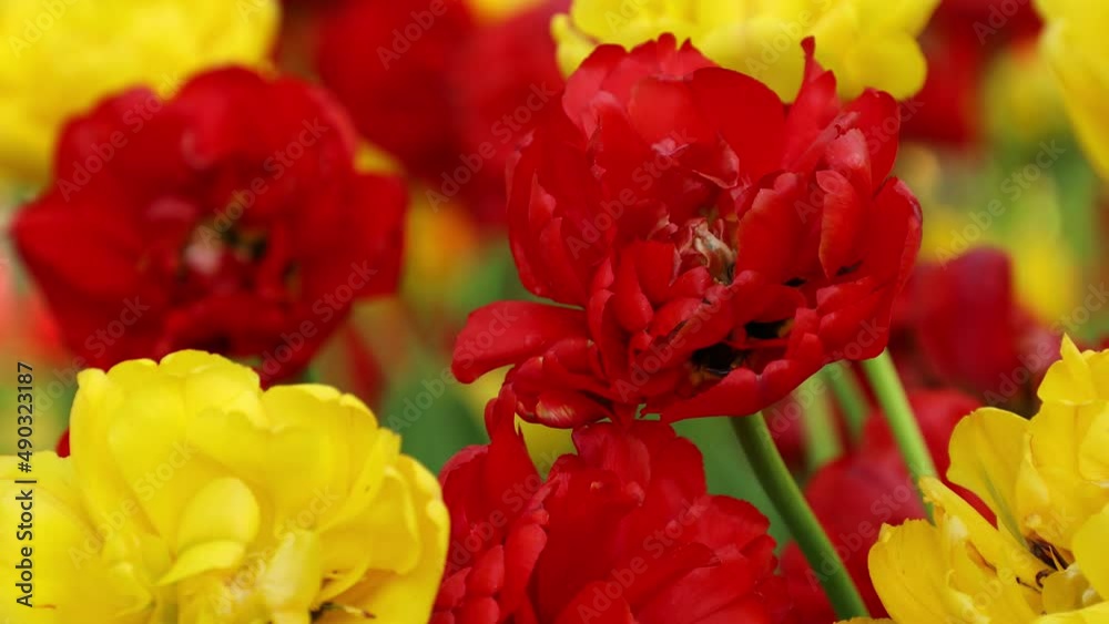 Tulip flowers and drop water. Tulips flower background Tulip flowers and drop water. Tulips flower background