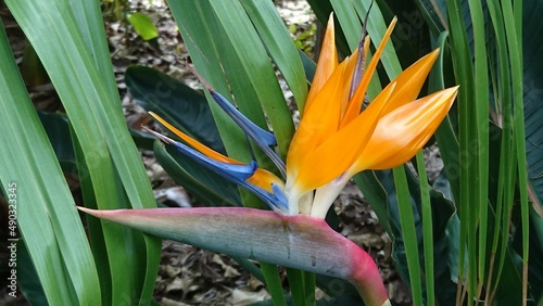 Bl  hende Paradiesvogelblume - Strelitzie auf Teneriffa