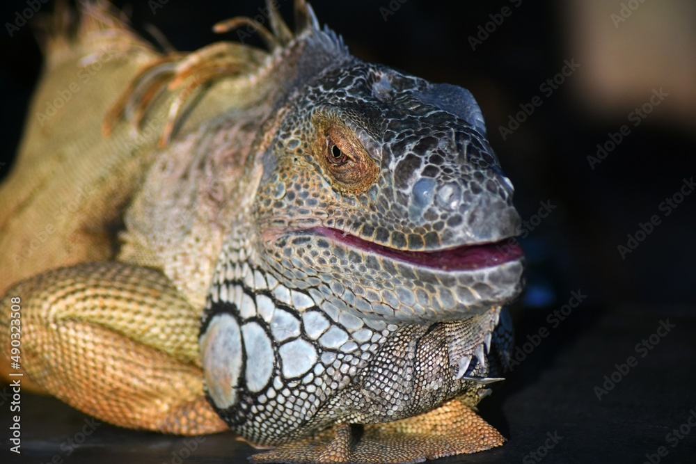 Fototapeta premium iguana in the zoo
