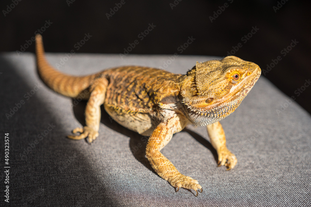 Obraz premium Bearded dragon (Pogona vitticeps) close-up detail on the floor