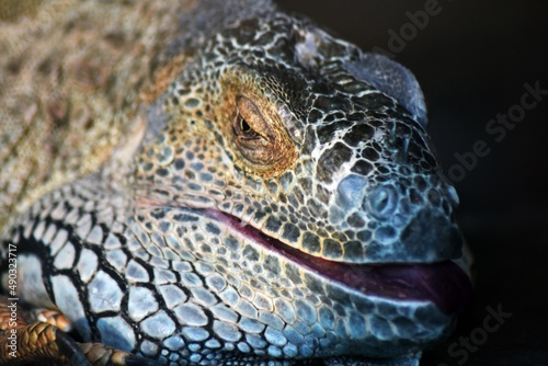 close up portrait of iguana