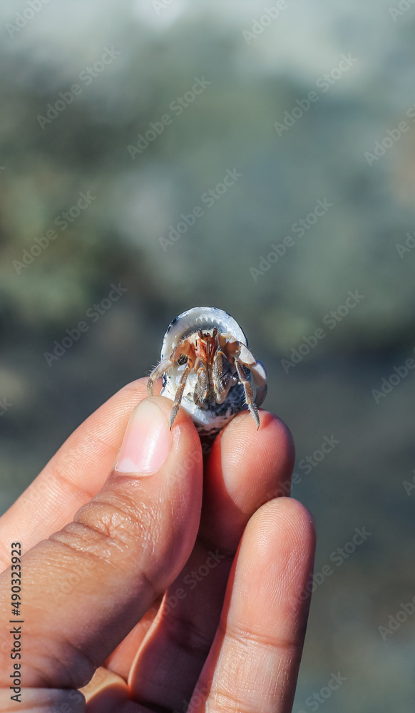 Hermit Crab on the beach. Wildlife Beach, Hermit Crab, Animal Shell, Seashell White Beach Macro Sunny Day.