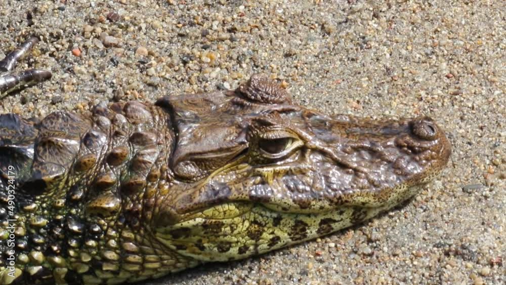 Zoom out of alligator moving head.