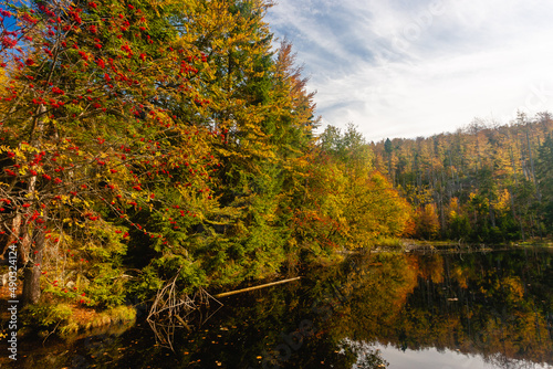 autumn in the forest with lake at bavarian forest
