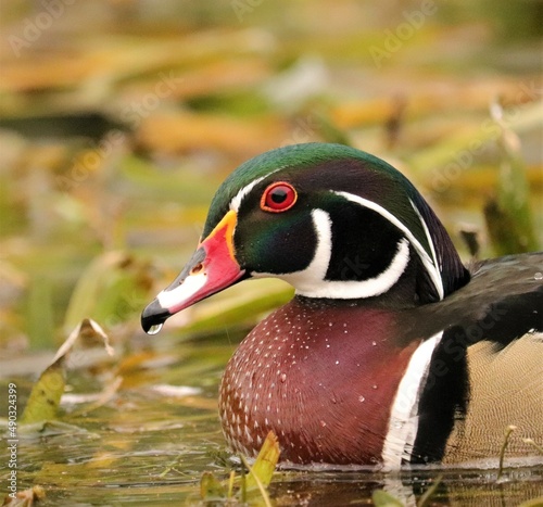 Gorgeous Wood Duck 