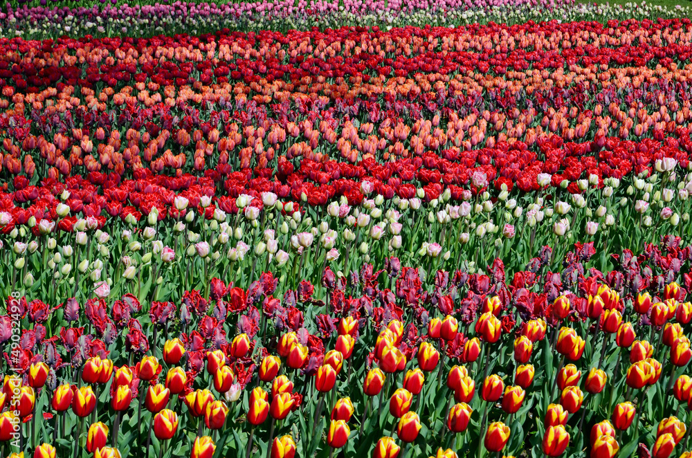 Fototapeta premium Keukenhof Park