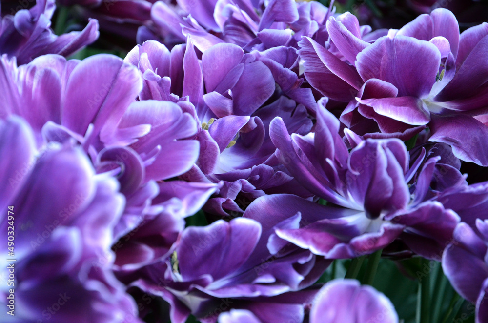 Keukenhof Park Keukenhof Park