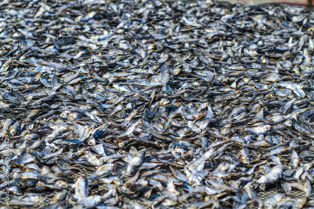 Fish is being prepared by drying in the sun for export abroad. Fish that is being dried in the sun to be salted fish and sold. Fish is being prepared by drying in the sun for export abroad. Fish that is being dried in the sun to be salted fish and sold.