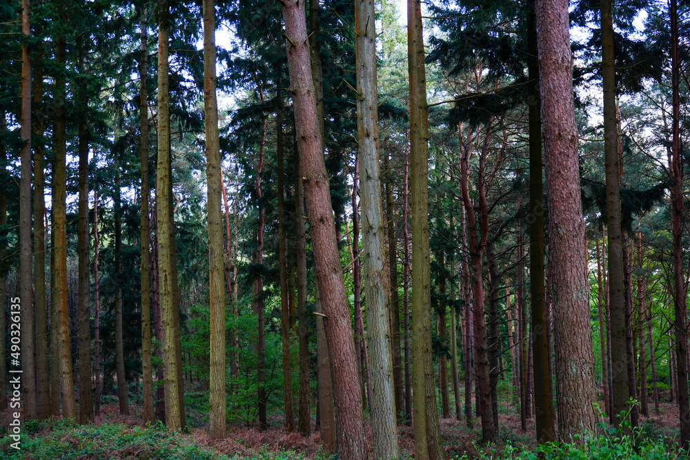 Looking in to large pine tree forest tree trunks Looking in to large pine tree forest tree trunks