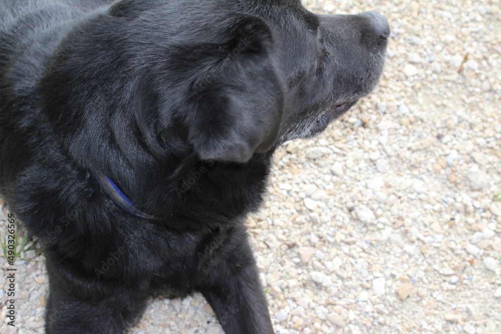 Schwarzer Labrador Retriever in Nahaufnahme. Ein schwarzer Hund ruht auf einer grünen Wiese. Der Hund legt sich in die Sonne. Gelbe Augen. Schwarzes, kurzes, glänzendes Haar. Ohren groß und weich. Schwarzer Labrador Retriever in Nahaufnahme. Ein schwarzer Hund ruht auf einer grünen Wiese. Der Hund legt sich in die Sonne. Gelbe Augen. Schwarzes, kurzes, glänzendes Haar. Ohren groß und weich.