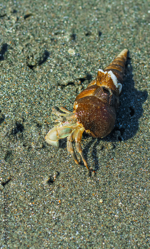 Hermit Crab on the beach. Wildlife Beach, Hermit Crab, Animal Shell, Seashell White Beach Macro Sunny Day.