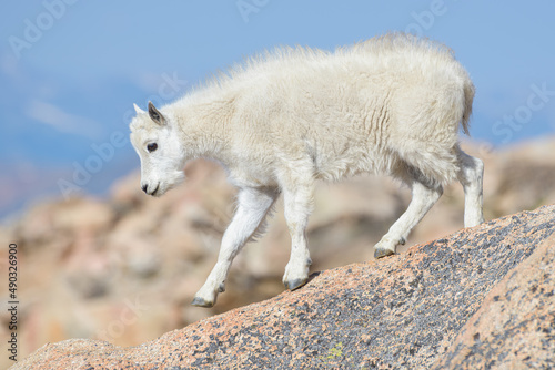 Εκτύπωση καμβά Wild Mountain Goats of the Colorado Rocky Mountains
