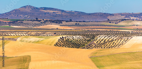 Panorama image of a pastoral landscape with fields and olive orchards in central Andalusia, Spain
