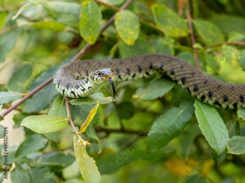 Grass Snake Climbing up a Bush