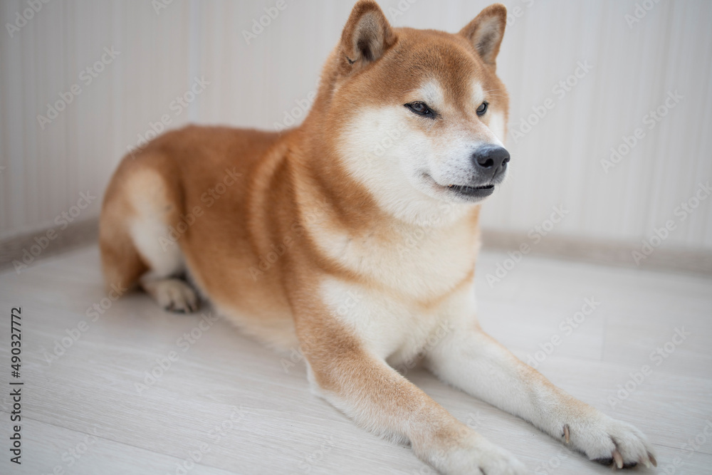 fluffy red dog Shiba Inu sits in a bright room, during the day. Games, dog training, problems of raising purebred dogs. Shiba portrait fluffy red dog Shiba Inu sits in a bright room, during the day. Games, dog training, problems of raising purebred dogs. Shiba portrait