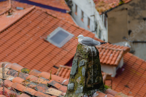 Gaviota en tejado