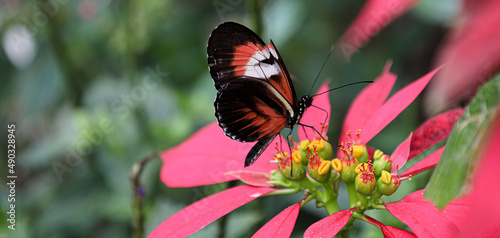 Butterfly World is located in Tradewinds Park in Coconut Creek, Florida, United States. It opened in 1988, and is the largest butterfly park in the world, and the first park of its kind in the Western photo