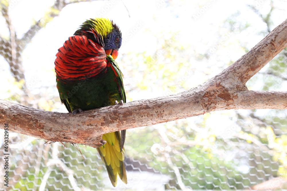Rainbow lorikeet is the most colorful species of parrot found in ...