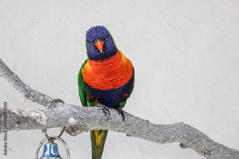 Rainbow lorikeet is the most colorful species of parrot found in ...