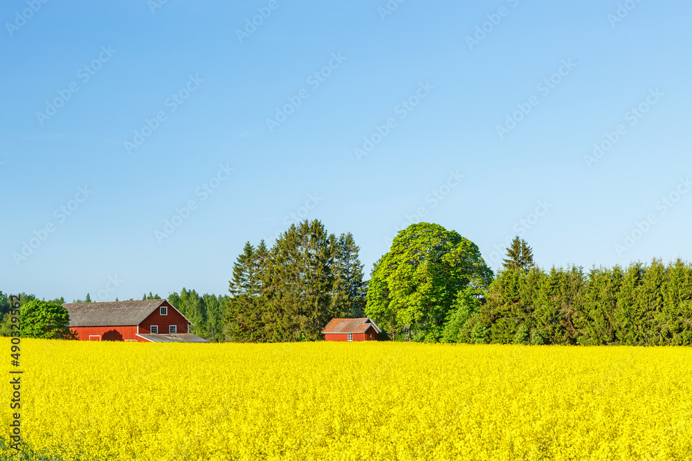 Farmhouse at a flowering rapeseed field