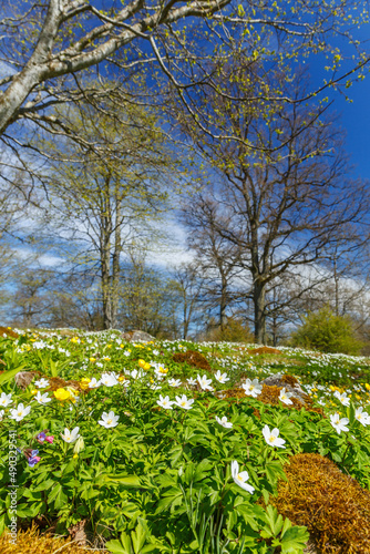 Flowering Wood anemone flowers at spring in a beautiful landscape