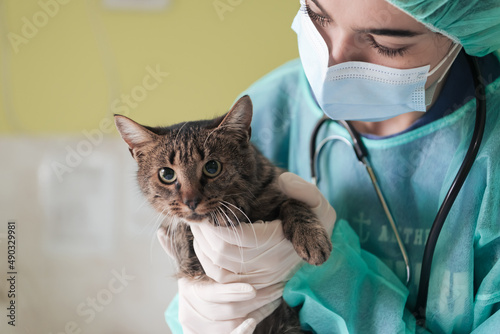 Fototapeta Naklejka Na Ścianę i Meble -  A female doctor at the animal hospital in the surgery room cute sick cat ready for veterinary examination and treatment