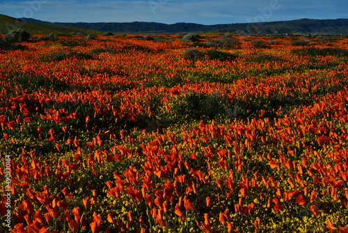 Antelope Valley California