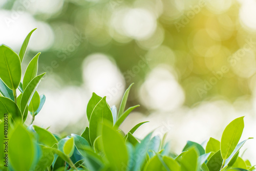 Closeup fresh green leaf in garden under sunlight with bokeh backgrounds, Natural green leaves plants, Concept for backgrounds and ecology backdrop or greenery wallpaper, Copy space for your text.