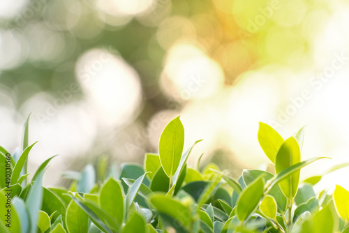 Closeup fresh green leaf in garden under sunlight with bokeh backgrounds, Natural green leaves plants, Concept for backgrounds and ecology backdrop or greenery wallpaper, Copy space for your text.