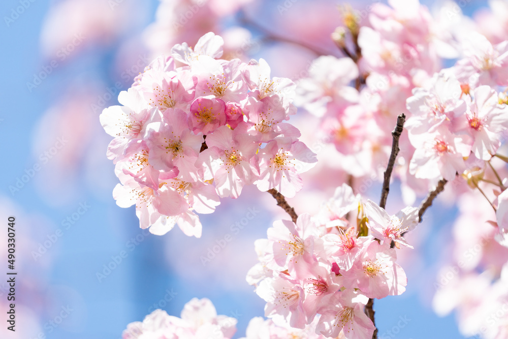 Fototapeta premium 桜の花